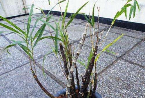 竹枝石斛的特性,功效及种植方法